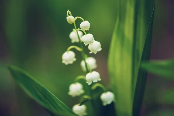 Lily van de vallei — Stockfoto