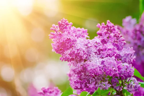 春のライラックの花 — ストック写真