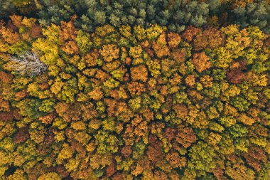 Yukarıdan sonbahar ormanı