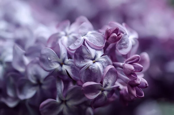 Witte lelie bloemen macro — Stockfoto