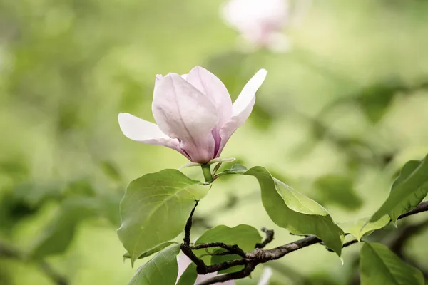 Magnolia fiori primaverili — Foto Stock