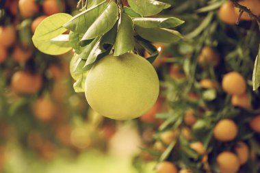 Bahçede Pomelo meyvesi