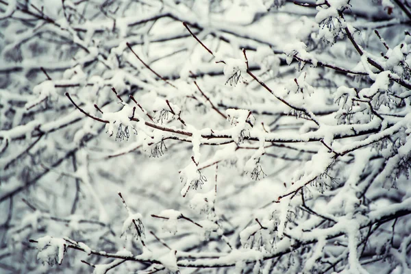 Under the snow — Stock Photo, Image