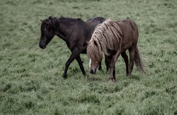 アイスランドの馬2頭 — ストック写真