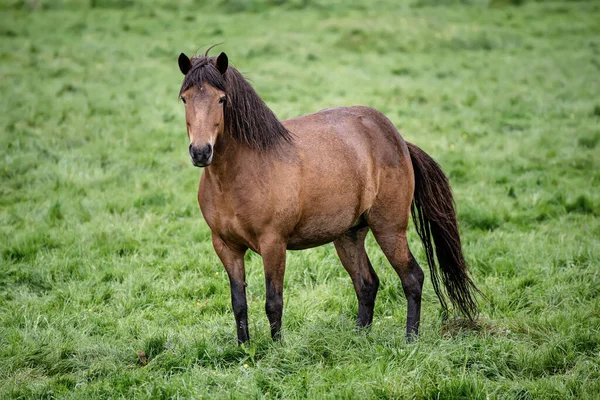 Enda islandshäst — Stockfoto