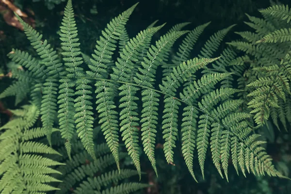 Fern tło liści — Zdjęcie stockowe