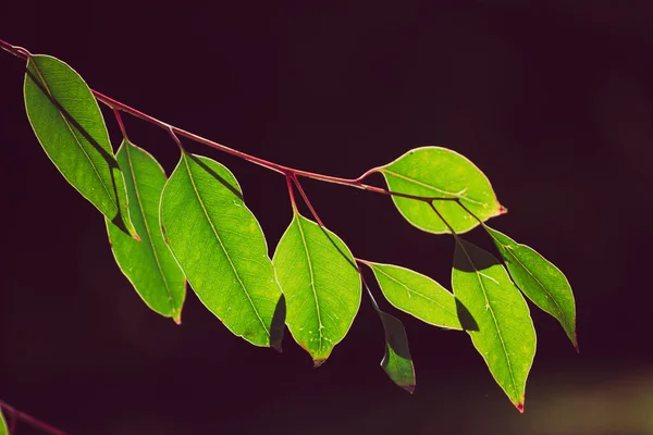 Folhas verdes de eucalipto — Fotografia de Stock