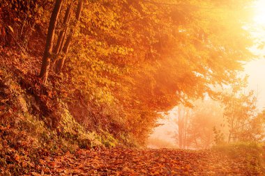 Güzel sonbahar manzarası