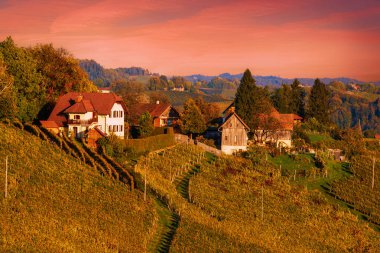Şarap yolu, Maribor, Slovenya