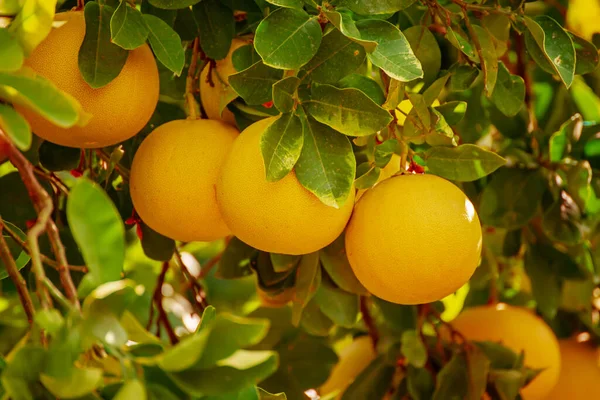 Bahçede Pomelo meyvesi — Stok fotoğraf