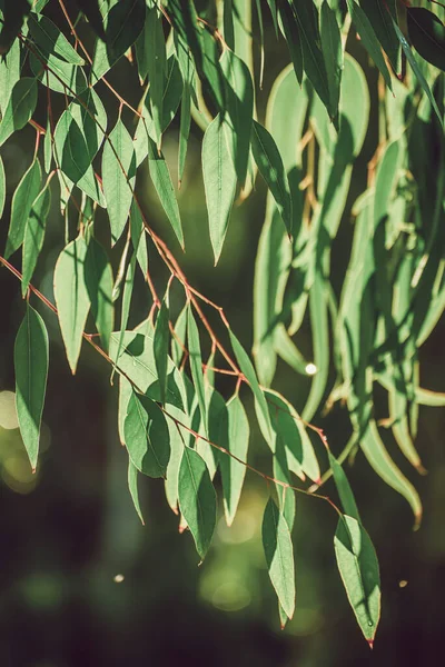 Foglie verdi di eucalipto — Foto Stock