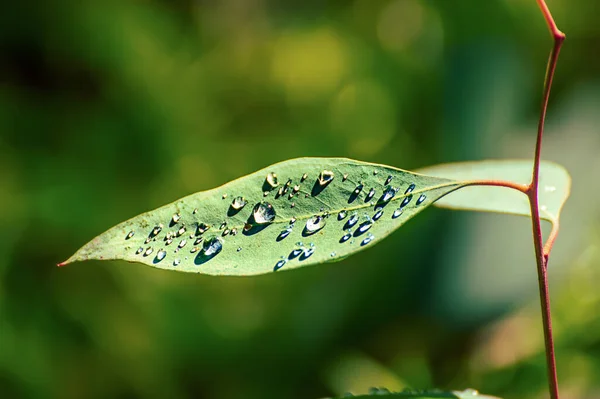 Feuilles vertes d'eucalyptus — Photo