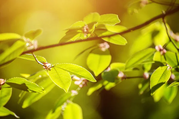 Sonnige grüne Blätter — Stockfoto