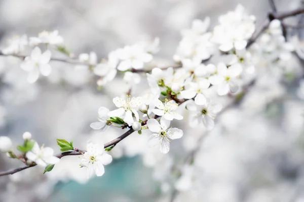 Ameixa flores da primavera — Fotografia de Stock