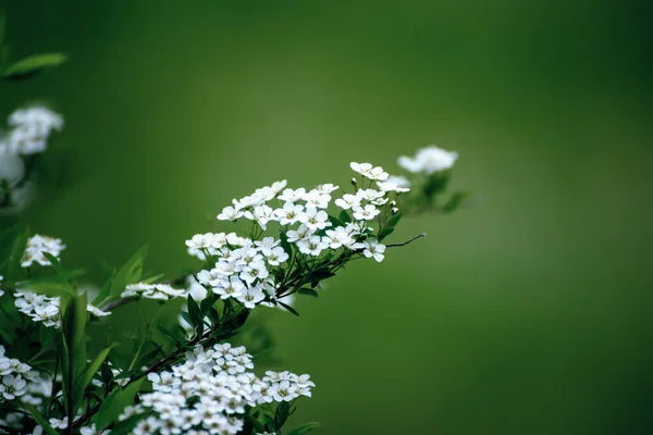 Primavera flores blancas —  Fotos de Stock