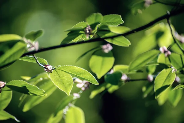 Solgröna blad — Stockfoto