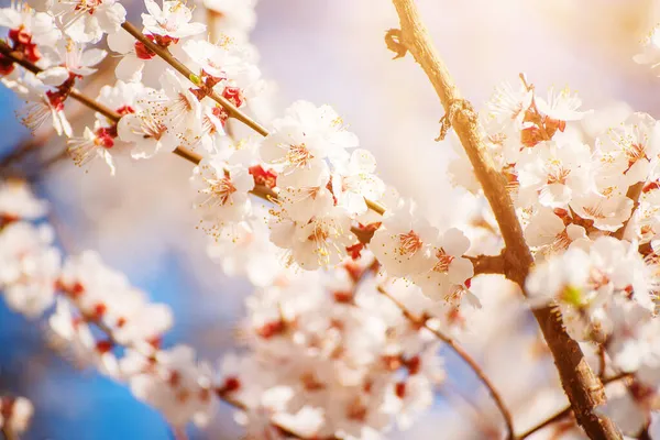 Fiori di albicocca — Foto Stock