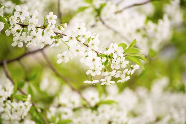 Cadre de fleurs de cerise — Photo