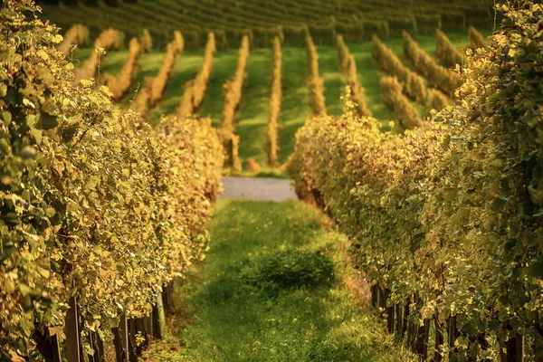Rangée de vignobles en Slovénie — Photo