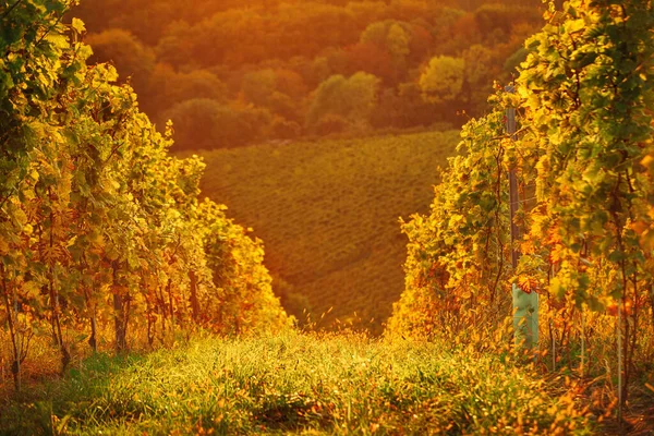 Рядки виноградників у Словенії — стокове фото
