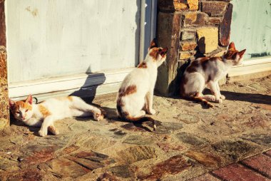 Üç sokak yavru kedi