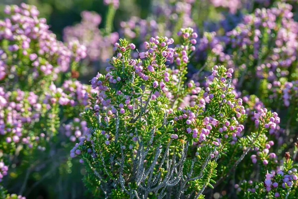 Blooming heather flowers — Stock Photo, Image
