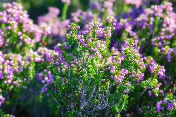 Flores de urze florescentes — Fotografia de Stock