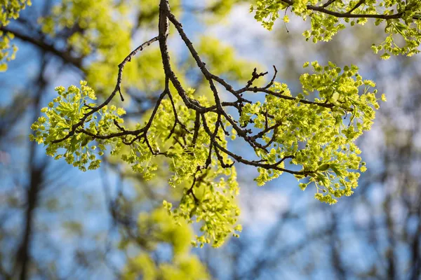 Fioritura dell'acero — Foto Stock