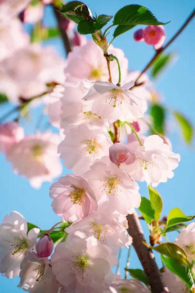 Apple tree flower — Stock Photo, Image