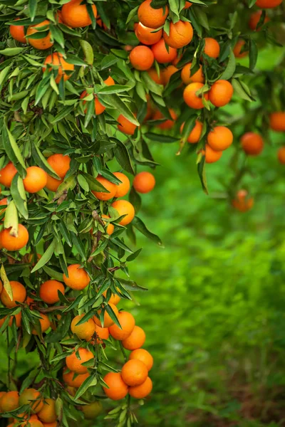 Mandalina yeşili bahçe — Stok fotoğraf