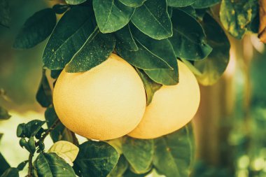 Bahçede Pomelo meyvesi