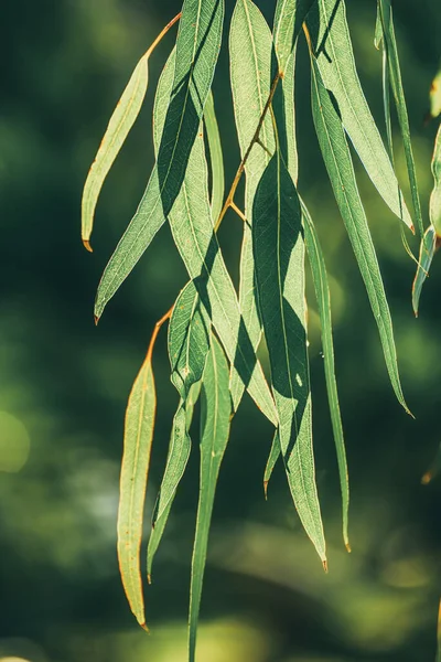 Eukaliptusowe liście zielone — Zdjęcie stockowe