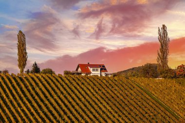 Şarap yolu, Maribor, Slovenya