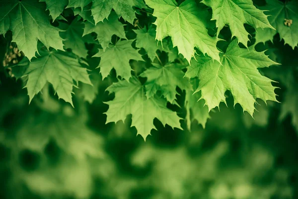 Feuilles d'érable fond — Photo