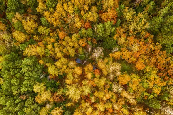 Herfstbos van boven — Stockfoto