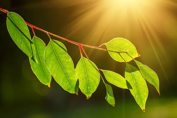 Feuilles vertes d'eucalyptus — Photo