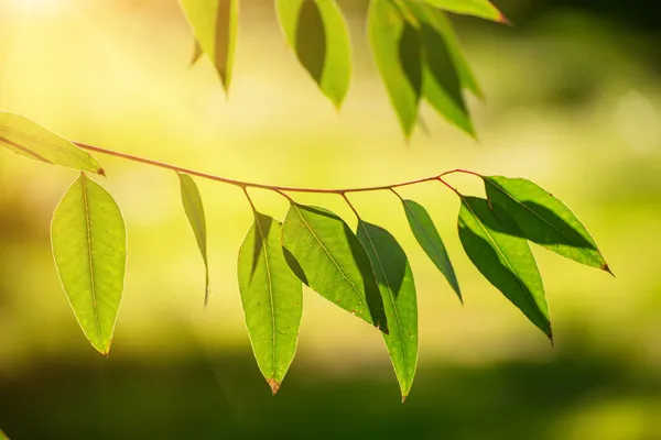 Eukalyptusgröna blad — Stockfoto