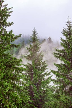 Sisli dağ manzarası