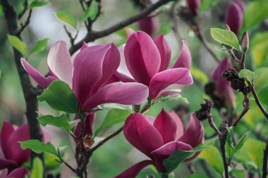 Magnolia bahar çiçekleri