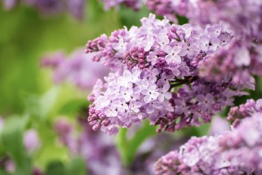 Bahar leylak çiçekleri