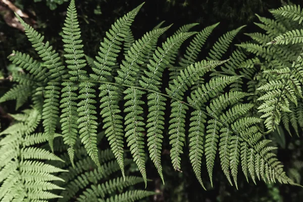 Feuille de fougère fond — Photo