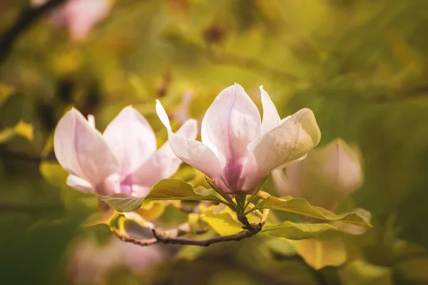 Магнолія Весняні квіти — стокове фото