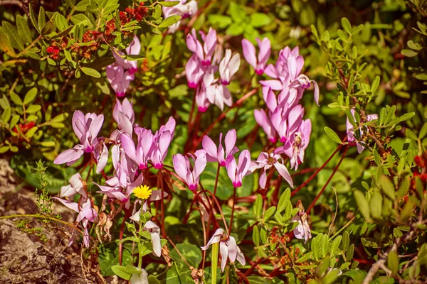 Cyclamens sauvages fleurs — Photo