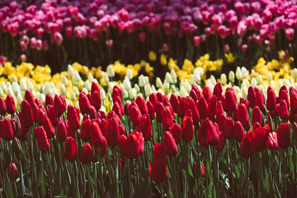 Tulipani colorati a Emirgan Park, Istanbul — Foto Stock