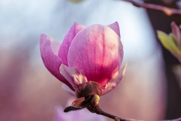 Magnolia fiori primaverili — Foto Stock