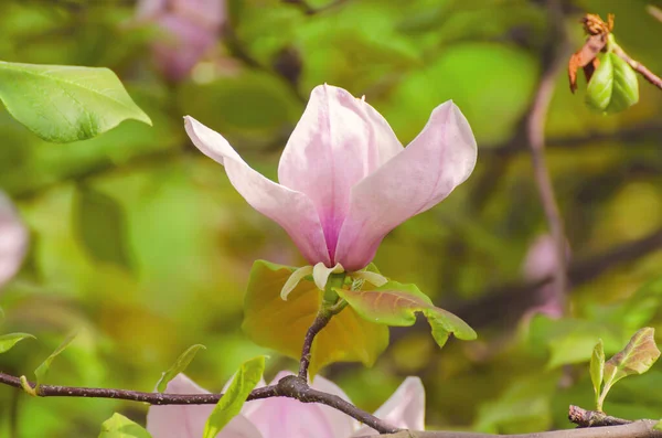 Magnolia bahar çiçekleri — Stok fotoğraf