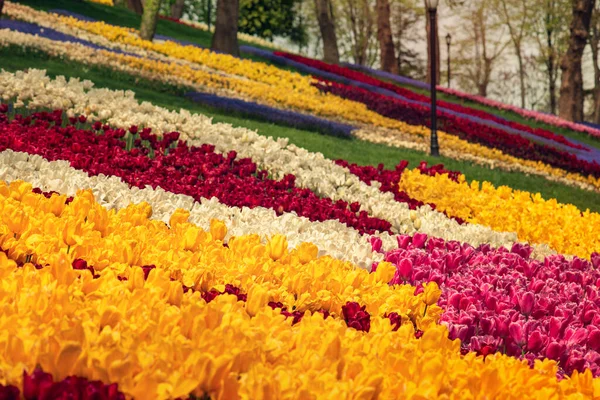 Tulipas coloridas em Emirgan Park, Istambul — Fotografia de Stock