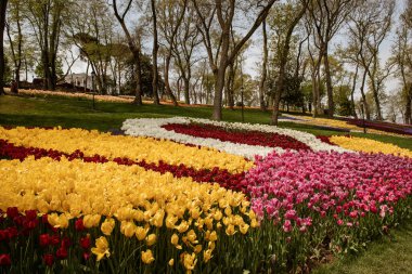Emirgan Parkı, İstanbul 'da renkli laleler