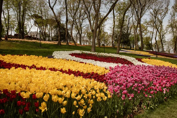 Färgglada tulpaner i Emirgan Park, Istanbul — Stockfoto