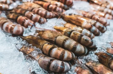 Dev kaplan karidesi ya da Asya kaplan karidesi